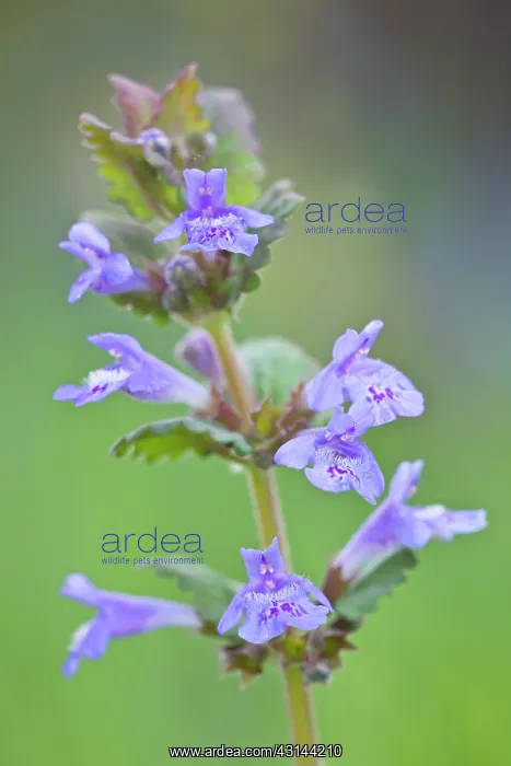 : Ground Ivy : Ground Ivy