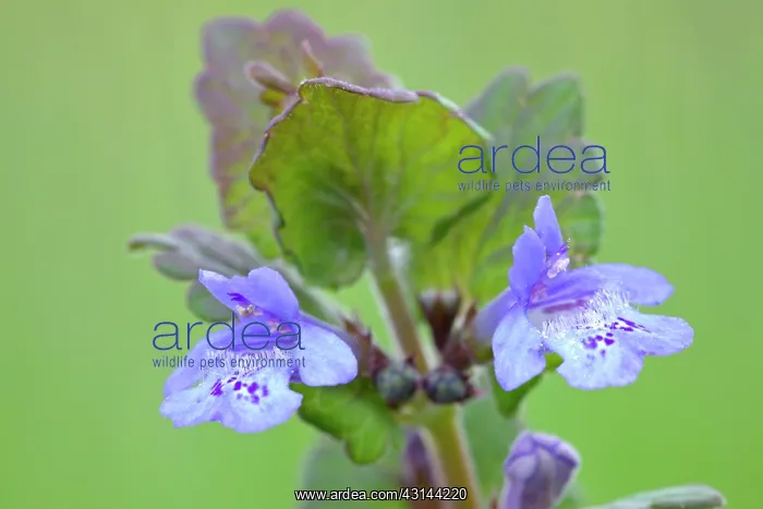 : Ground Ivy : Ground Ivy