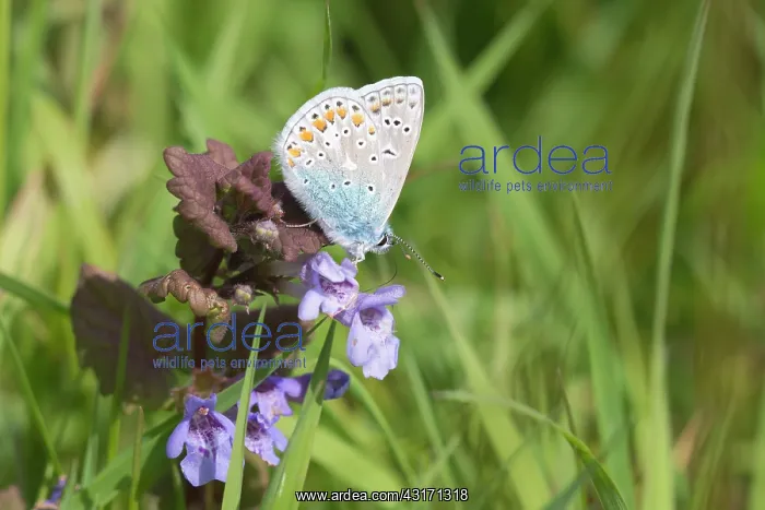 : Ground Ivy : Ground Ivy