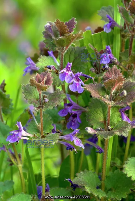 : Ground-ivy - in flower - spring : Ground-ivy - in flower - spring