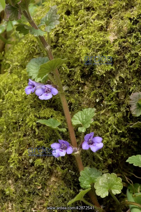 : Ground ivy, on mossy trunk : Ground ivy, on mossy trunk
