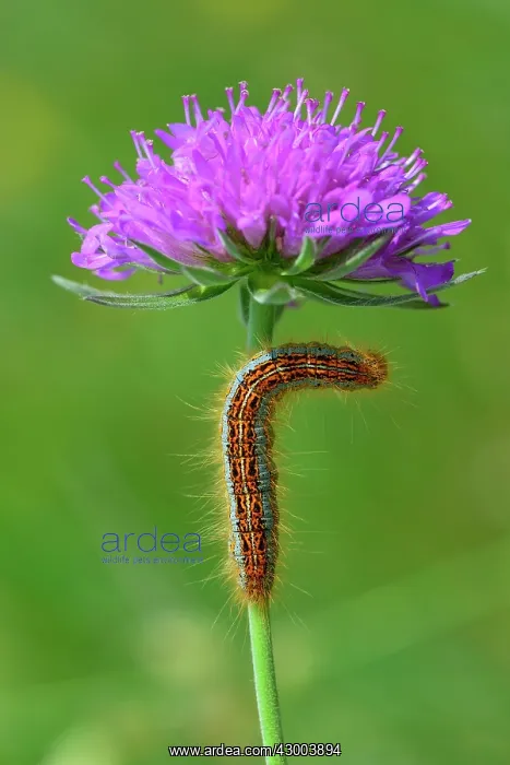 : Ground Lackey Caterpillar on widow flower : Ground Lackey Caterpillar on widow flower