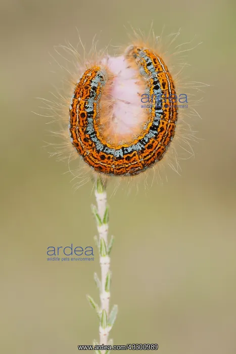 : Ground Lackey (Malacosoma castrensis) resting o : Ground Lackey (Malacosoma castrensis) resting o