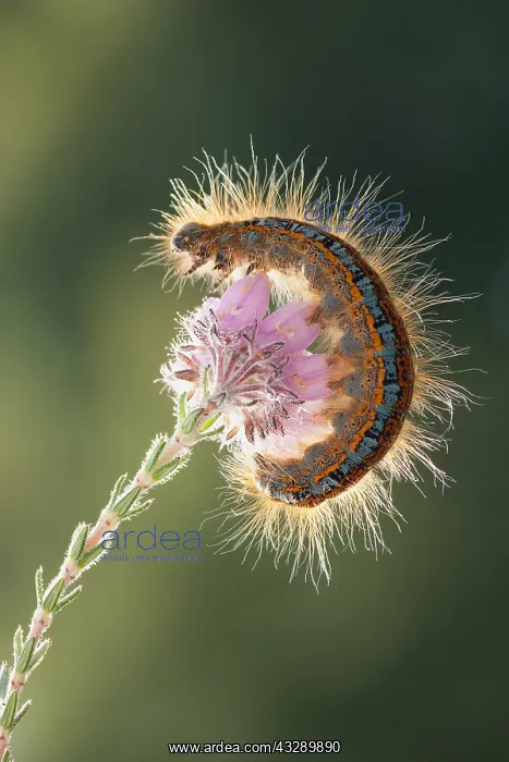  : Ground Lackey Moth (Malacosoma castrensis) with