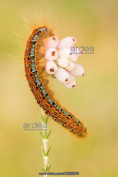 : Ground Lackey Moth (Malacosoma castrensis) rest : Ground Lackey Moth (Malacosoma castrensis) rest