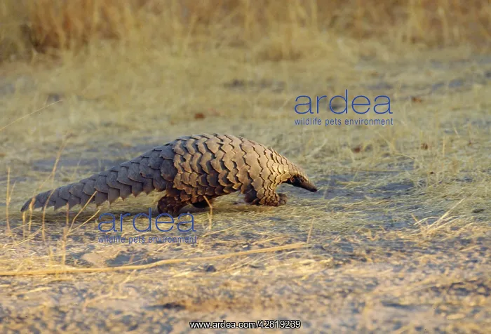 : Ground Pangolin : Ground Pangolin