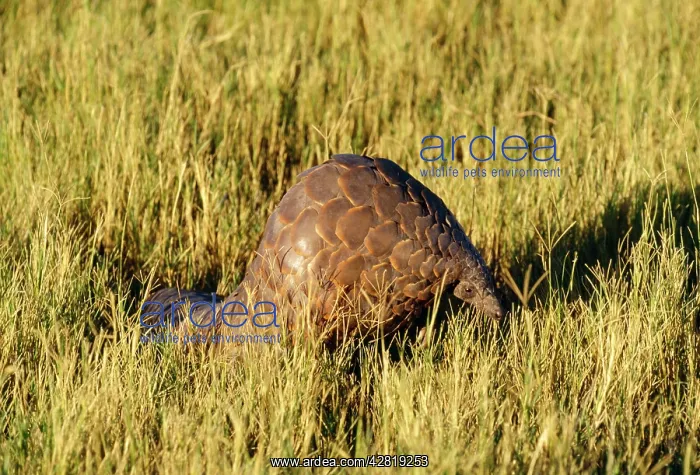 : Ground Pangolin : Ground Pangolin