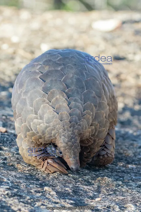 : GROUND PANGOLIN : GROUND PANGOLIN