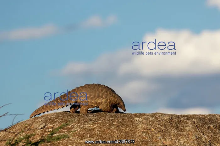: GROUND PANGOLIN : GROUND PANGOLIN