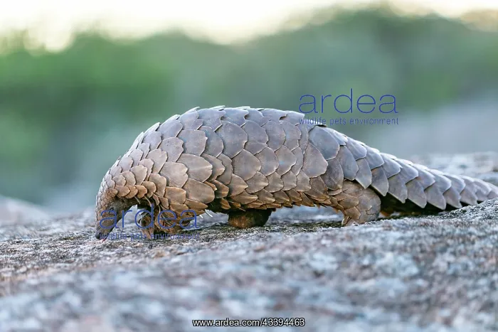 : GROUND PANGOLIN : GROUND PANGOLIN