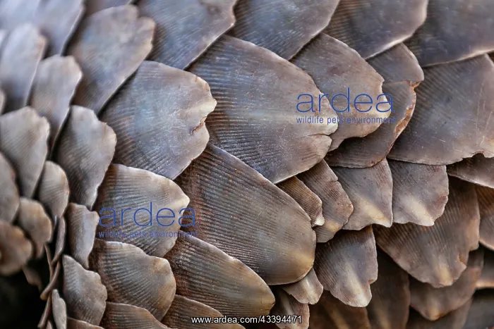 : GROUND PANGOLIN : GROUND PANGOLIN