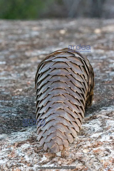 : GROUND PANGOLIN : GROUND PANGOLIN