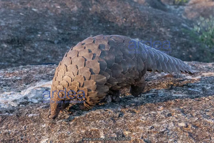  : GROUND PANGOLIN