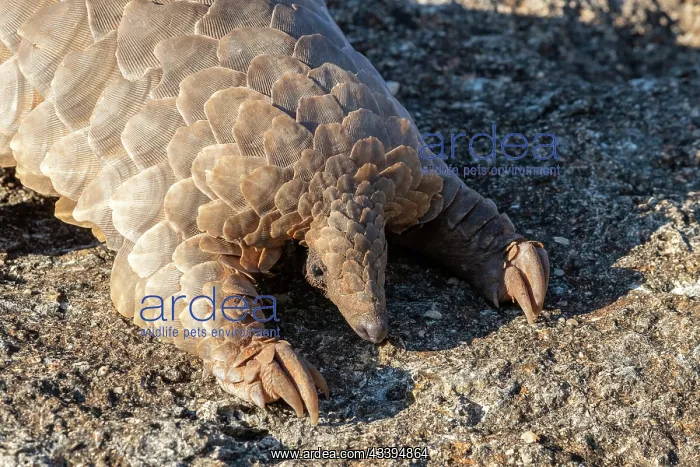 : GROUND PANGOLIN : GROUND PANGOLIN