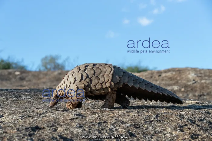 : GROUND PANGOLIN : GROUND PANGOLIN