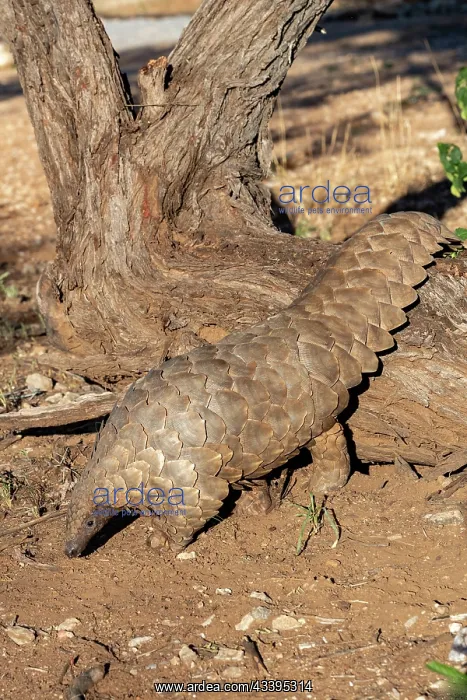 : GROUND PANGOLIN : GROUND PANGOLIN