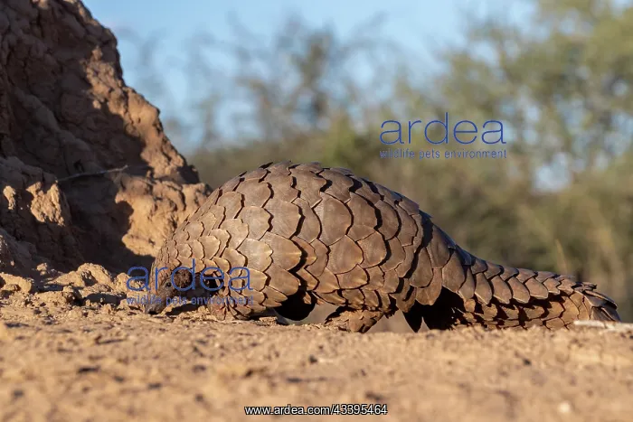 : GROUND PANGOLIN : GROUND PANGOLIN