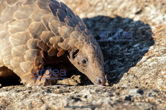 : GROUND PANGOLIN