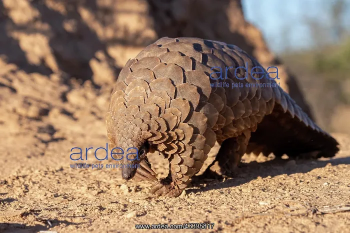 : GROUND PANGOLIN : GROUND PANGOLIN