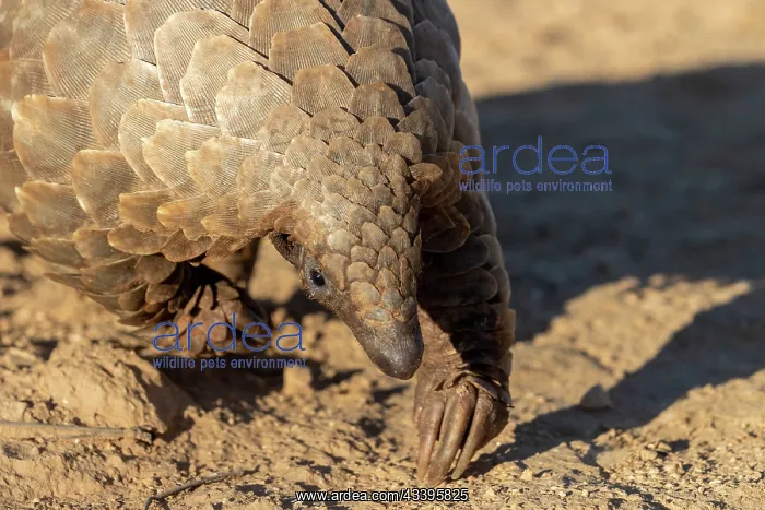 : GROUND PANGOLIN : GROUND PANGOLIN