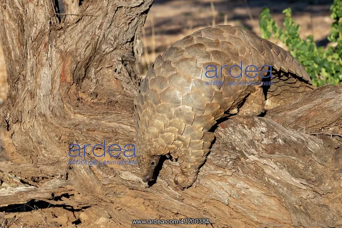 : Ground pangolin, also known as Temmincks pangolin : Ground pangolin, also known as Temmincks pangolin