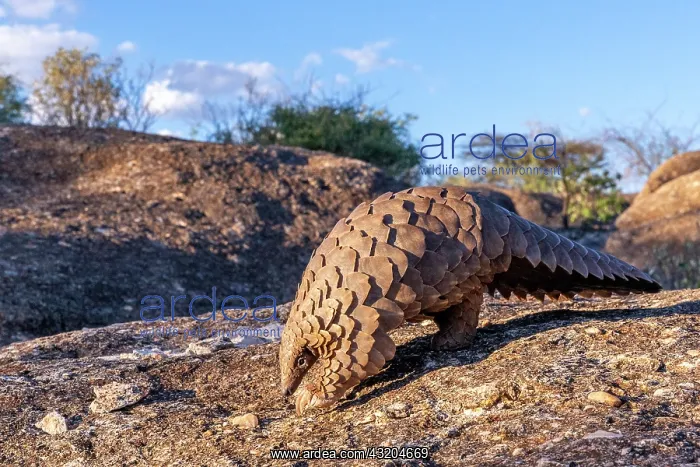 : Ground pangolin, also known as Temmincks pangolin : Ground pangolin, also known as Temmincks pangolin