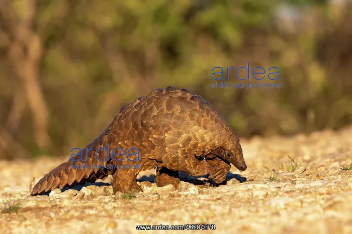: Ground pangolin, also known as Temmincks pangolin : Ground pangolin, also known as Temmincks pangolin