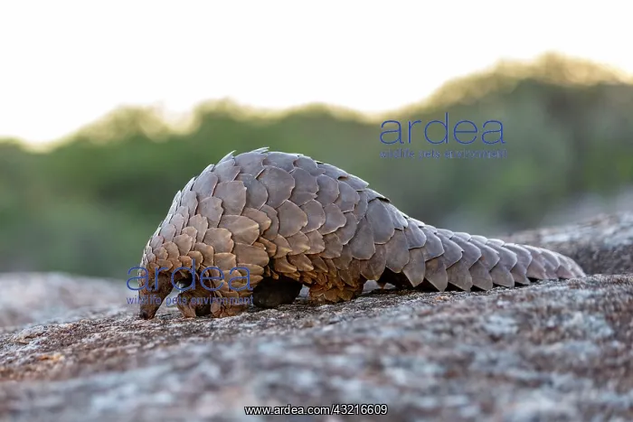 : Ground pangolin, also known as Temmincks pangolin : Ground pangolin, also known as Temmincks pangolin