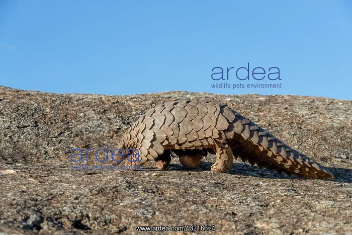 : Ground pangolin, also known as Temmincks pangolin : Ground pangolin, also known as Temmincks pangolin