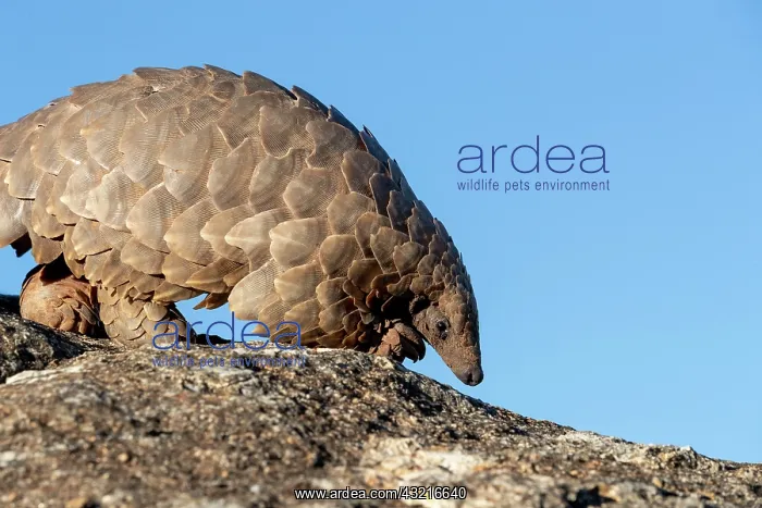 : Ground pangolin, also known as Temmincks pangolin : Ground pangolin, also known as Temmincks pangolin