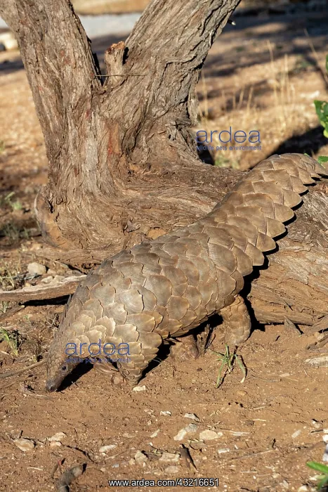 : Ground pangolin, also known as Temmincks pangolin : Ground pangolin, also known as Temmincks pangolin