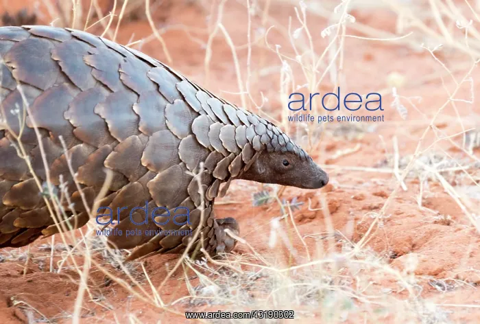 : Ground pangolin or Temminck's pangolin or the Cape : Ground pangolin or Temminck's pangolin or the Cape