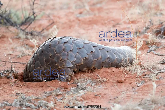 : Ground pangolin or Temminck's pangolin or the Cape : Ground pangolin or Temminck's pangolin or the Cape