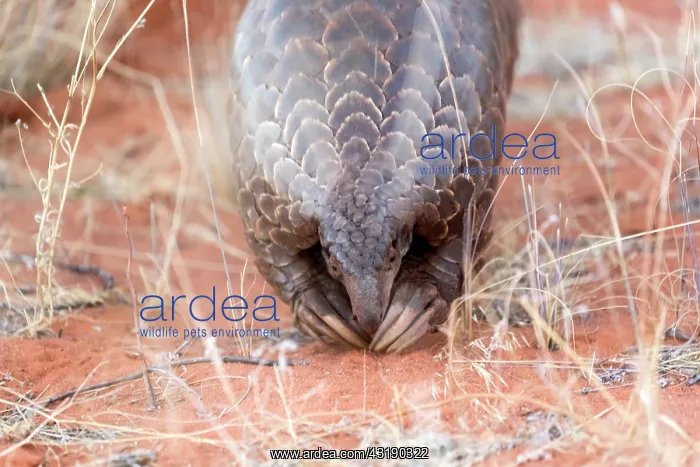 : Ground pangolin or Temminck's pangolin or the Cape : Ground pangolin or Temminck's pangolin or the Cape