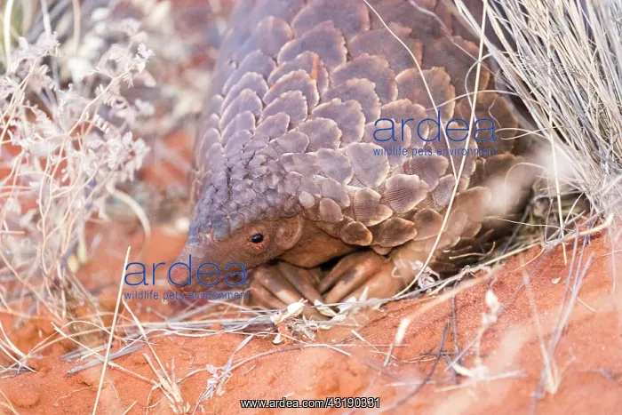 : Ground pangolin or Temminck's pangolin or the Cape : Ground pangolin or Temminck's pangolin or the Cape