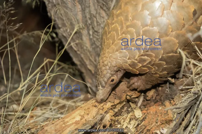 : Ground pangolin or Temminck's pangolin or the Cape : Ground pangolin or Temminck's pangolin or the Cape