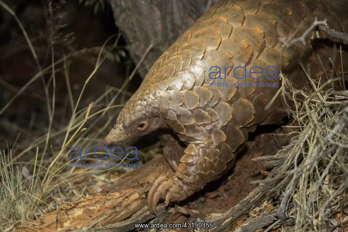 : Ground pangolin or Temminck's pangolin or the Cape : Ground pangolin or Temminck's pangolin or the Cape