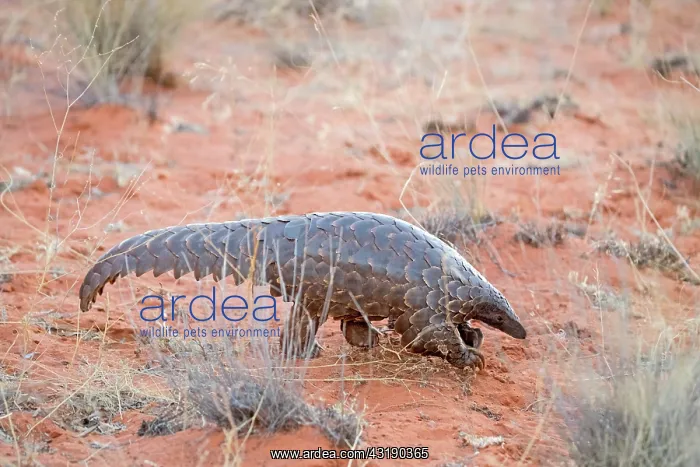 : Ground pangolin or Temminck's pangolin or the Cape : Ground pangolin or Temminck's pangolin or the Cape