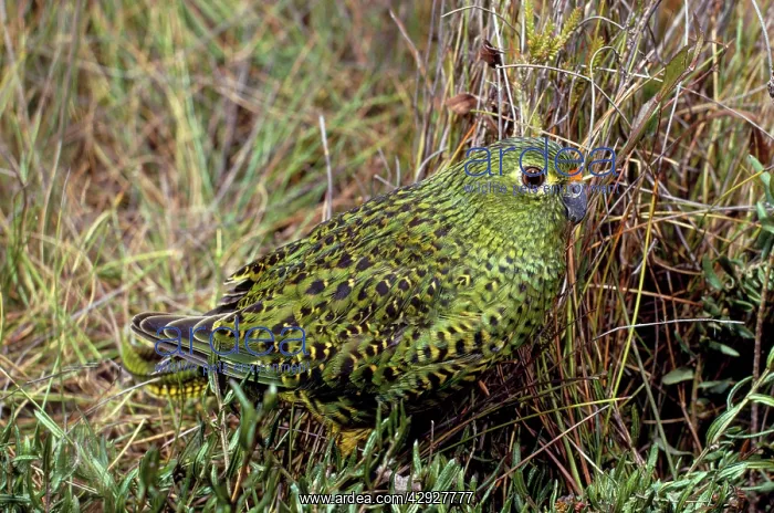  : GROUND PARROT