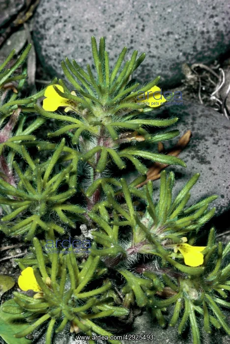  : GROUND PINE