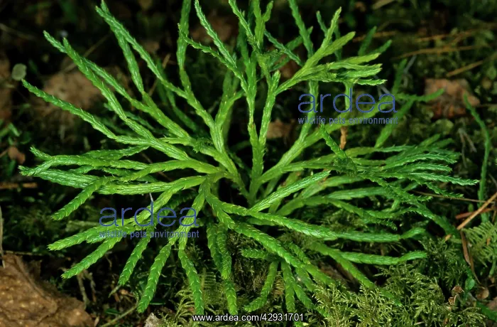 : Ground Pine / Clubmoss - in spring : Ground Pine / Clubmoss - in spring