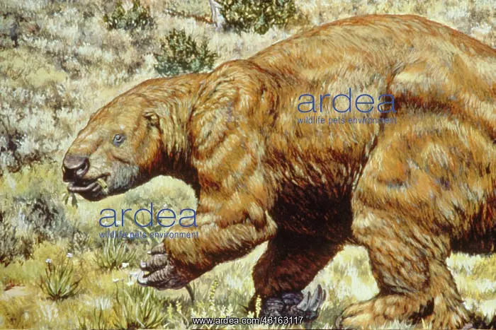 : Ground Sloth : Ground Sloth