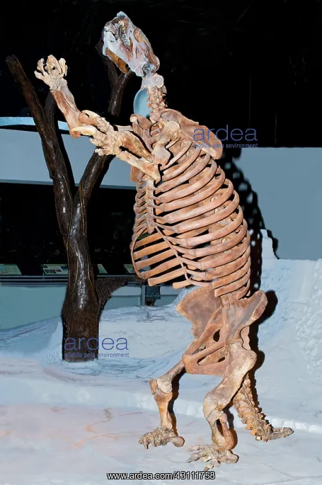 : Ground Sloth Fossil : Ground Sloth Fossil