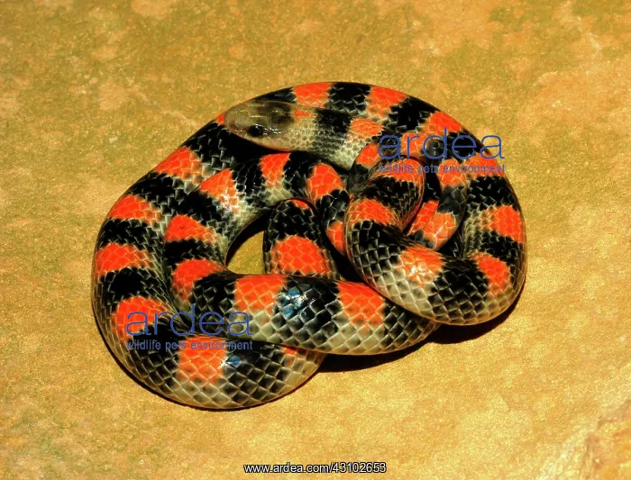 : Ground Snake : Ground Snake