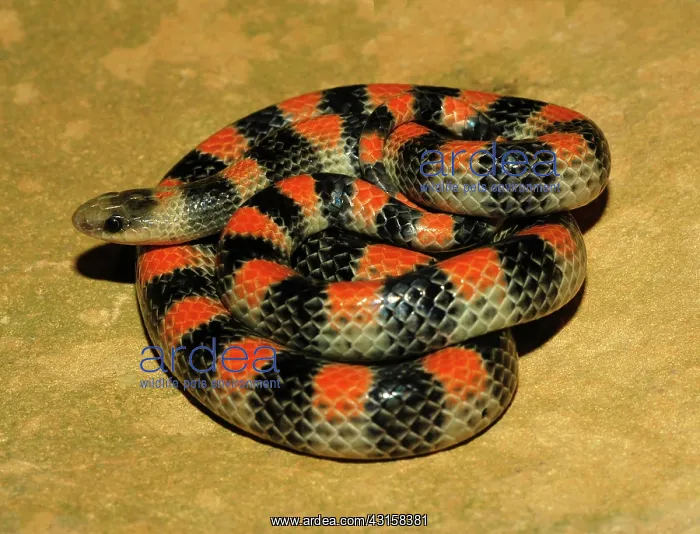 : Ground Snake : Ground Snake