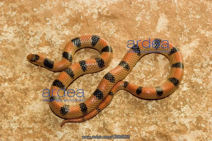 : Ground Snake (Sonora semiannulata) : Ground Snake (Sonora semiannulata)