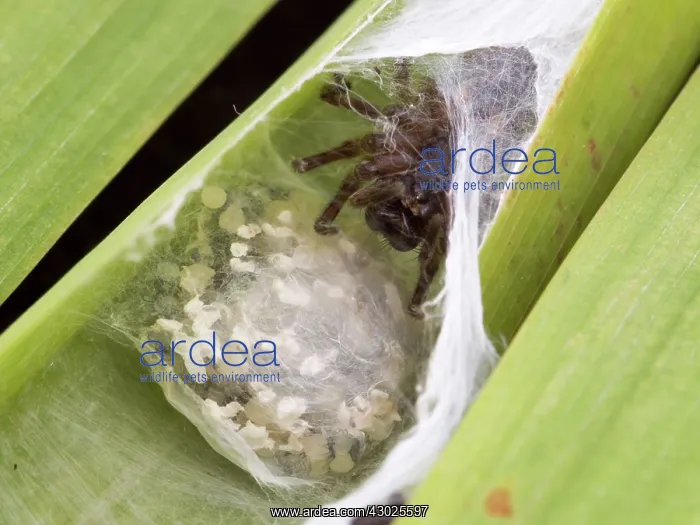 : Ground Spider female with egg sac constructing nest : Ground Spider female with egg sac constructing nest