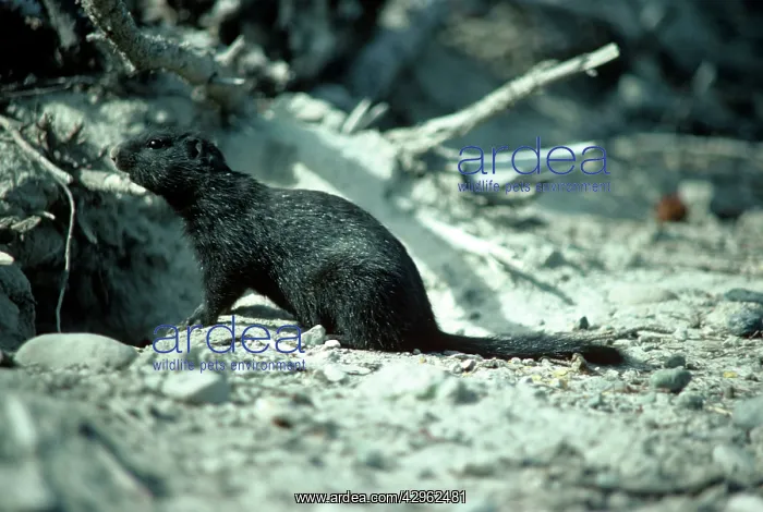 : Ground Squirrel - Melanistic specimen : Ground Squirrel - Melanistic specimen