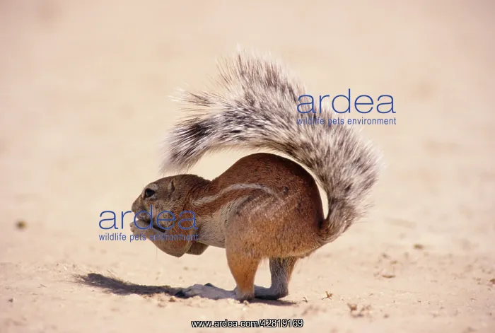 : GROUND SQUIRREL - Shading body with tail : GROUND SQUIRREL - Shading body with tail