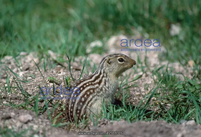 : GROUND SQUIRREL - Thirteen Lined : GROUND SQUIRREL - Thirteen Lined